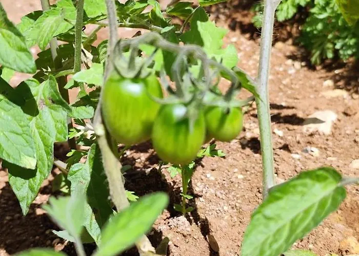 Casa De Calma - Grandpa's House 公寓 Dhavgáta