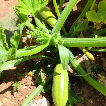 Апартаменты Casa De Calma - Grandpa's House