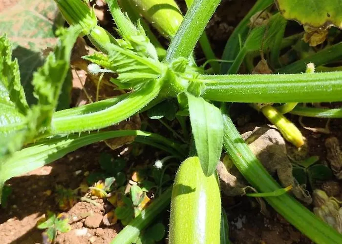 아파트 Casa De Calma - Grandpa's House